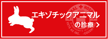 エキゾチックアニマルの診療