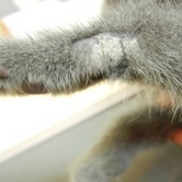 猫の皮膚糸状菌症（真菌性皮膚炎）