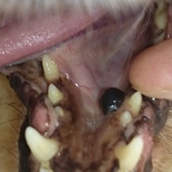 犬の口腔内メラノーマ