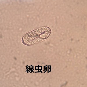 コツメカワウソの内部寄生虫