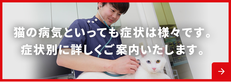 猫の病気といっても症状は様々です。症状別に詳しくご案内いたします。