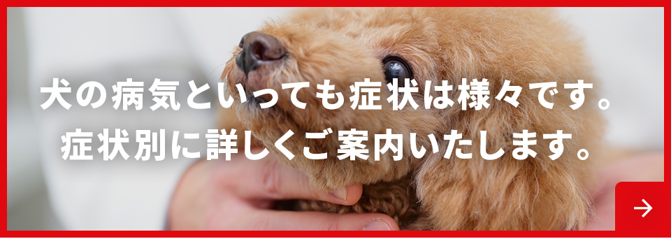 犬の病気といっても症状は様々です。症状別に詳しくご案内いたします。