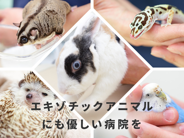 アリーズ動物病院 渋谷区笹塚 幡ヶ谷 初台 代々木上原 世田谷 杉並 中野 新宿 アリーズ動物病院 渋谷区笹塚 幡ヶ谷 初台 代々木上原 世田谷 杉並 中野 新宿